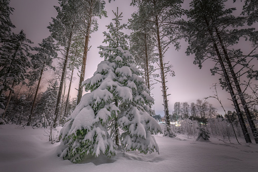 Young spruce tree covered by much snow in pine tree forest. Night winter photo after heavy snowfall