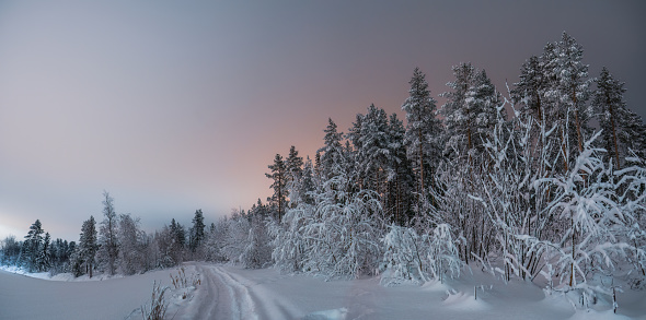 Scenic panorama of winter road at pine tree forest edge. Much snow on trees after heavy snowfall. Evening forest close up photo