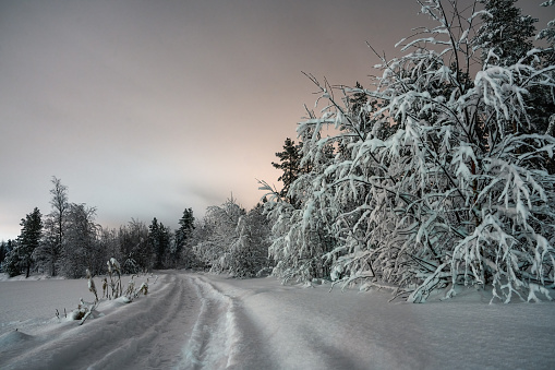 Scenic winter road at pine tree forest edge. Much snow on trees after heavy snowfall. Evening forest photo