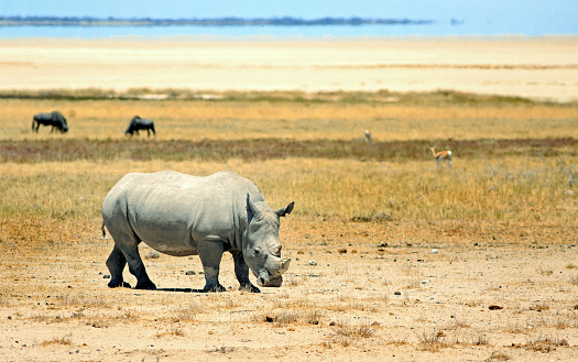 White Rhinoceros standing on the open Etosha Plains, with the salt pan in the distance. Namibia, Africa