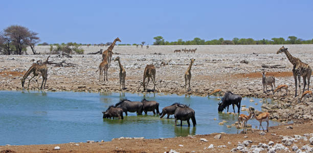 istock Waterhole with abundance of activity from various animals 2014960346