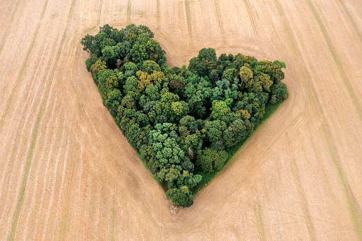 Aerial top down view of heart-shaped forest and brown agricultural fields in summer.