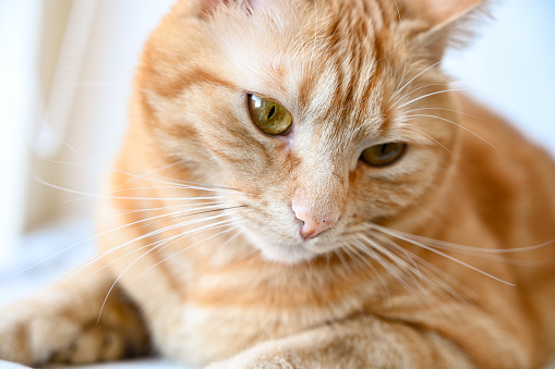 Ginger cat looking down portrait.