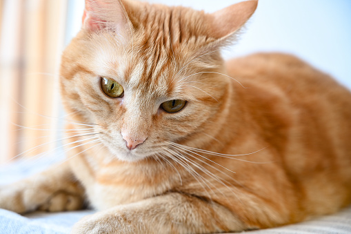 Close up portrait of a domestic cat.