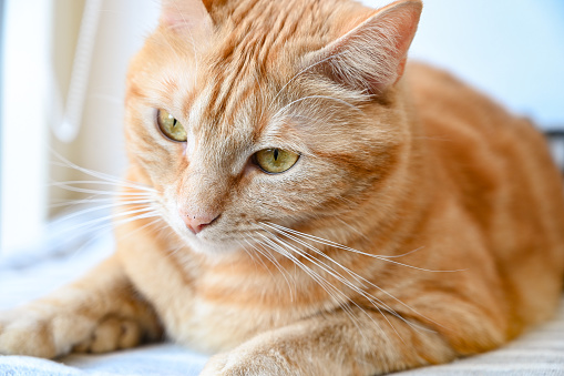 Portrait of a ginger cat.