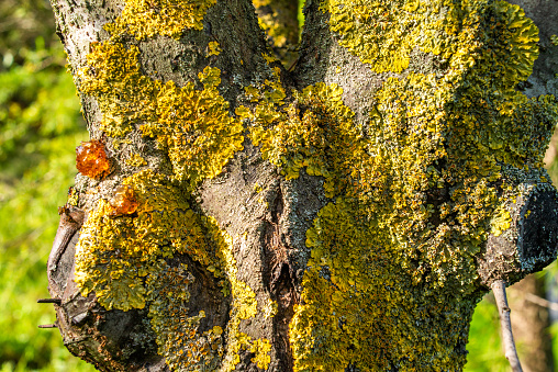 Nature's palette unfolds on a tree trunk adorned with lichens, resin, and moss, showcasing the vibrant organic growth in a woodland ecosystem.