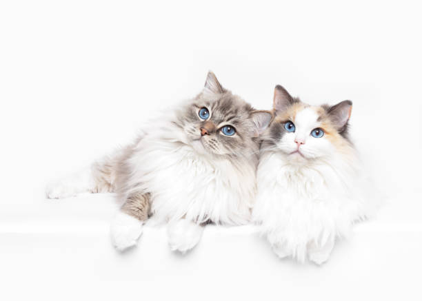 Ragdoll cats best friends