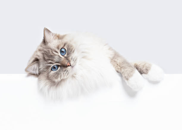 istock Cute blue eyes Ragdoll cat lying on side portrait 2014971310
