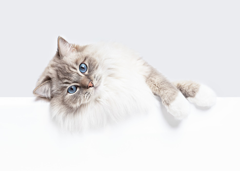 A close portrait of a striped cat outside of a home.  Her nose is very close to the camera lens.