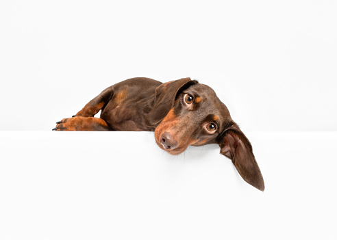 Dachshund dog lying down with ear isolated on white studio background copy space