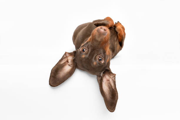 istock Funny Dachsund dog lying upside down looking at camera 2014972868