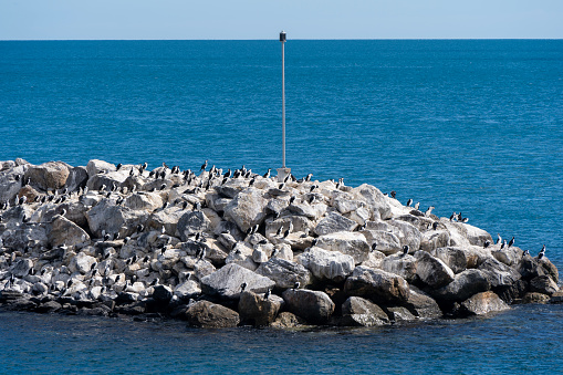 Colony of Australian pied cormorants on rock revetment
