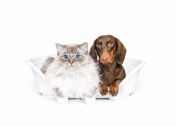 Dachsund dog  and Ragdoll in pet bed together