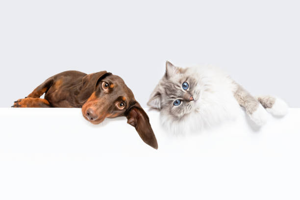 Dachsund dog  and Ragdoll cat best friends