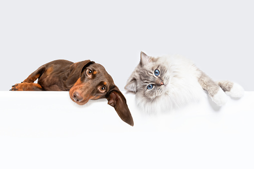 Dachshund dog and cat best friends lying on side  and looking at camera isolated on white studio background copy space