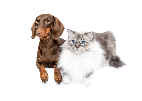 Sausage dog and cat best friends lying and looking left isolated on white studio background copy space portrait