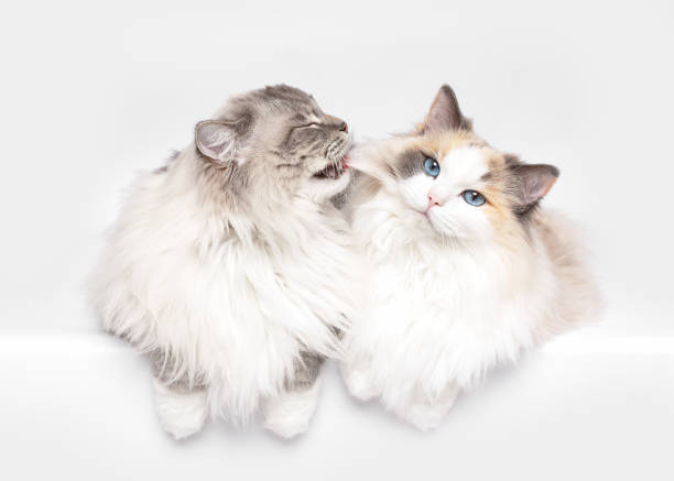 istock Ragdoll cats best friends kissing 2014979138
