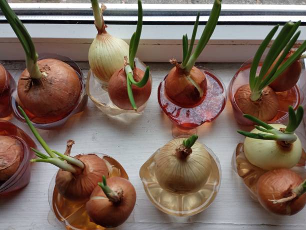 istock Grow green onions on the windowsill. Several bulbs are placed in water for sprouting greens. Household is directly on the window.
​ 2014979151