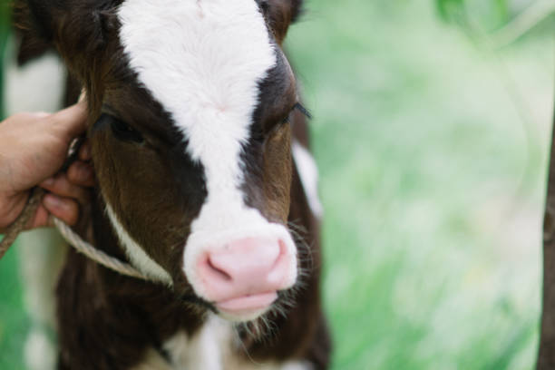istock beautiful baby cow 2014980193