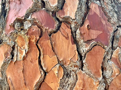 Horizontal extreme closeup photo of sections of smooth, shiny brown bark with deep weathered cracks around them on the trunk of a mature Pine tree growing in a park.