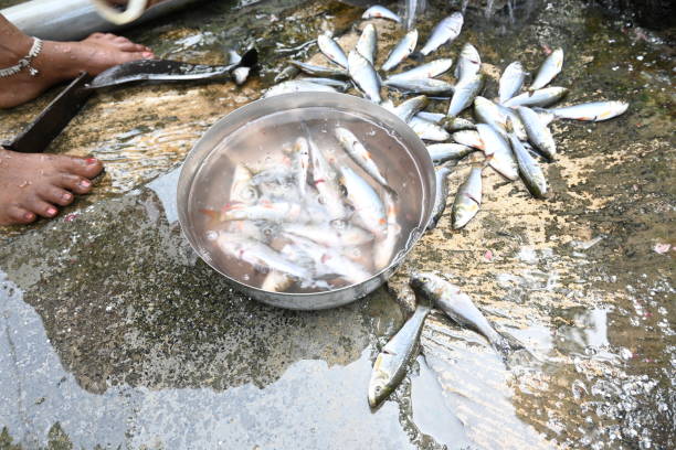 Indian woman hand cleaning fish. slow motion video. Rohu fish. It is a species of fish of the carp family. its other names rui fish, roho labeo, Labeo rohita.
