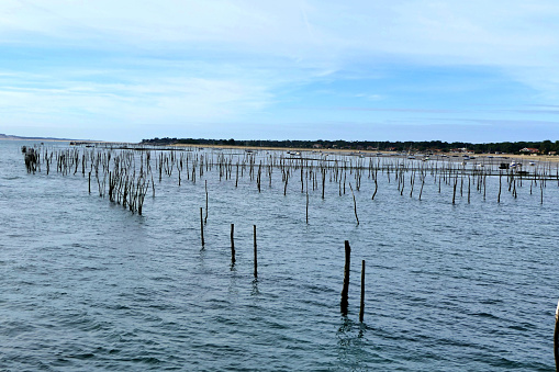 Stakes supporting oyster beds protruding from the sea at Cap Ferret in Arcachon Bay, France
