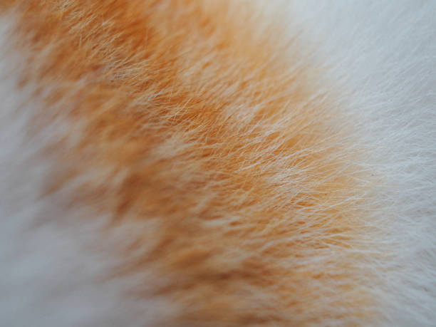 istock macro shot of cat 2015002517