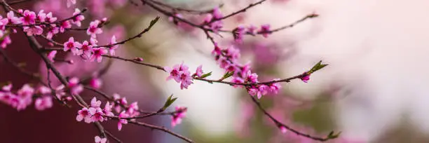 Photo of Blooming peach. Pink spring flower