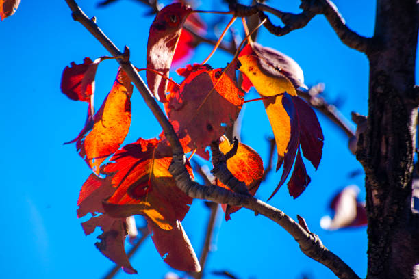 Free Stock Photo of A tree branch with red leaves and blue sky ...