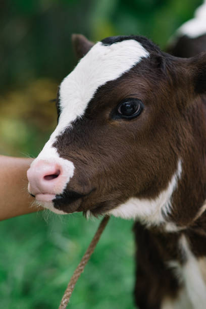 istock beautiful baby cow 2015022681