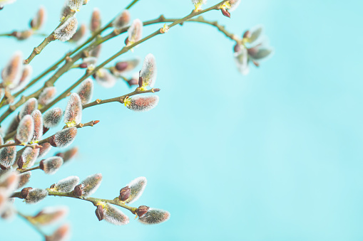 Willow tree branch.