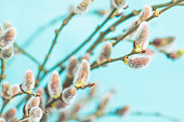 Blooming willow on white background. Tree branch. Spring