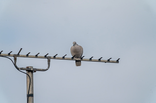 Collared dove on a TV aerial in England