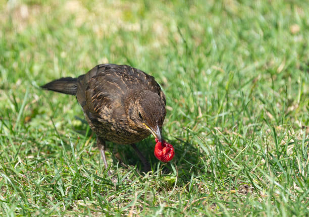 Immature male blackbird on a lawn eating a cherry from a nearby cherry tree.