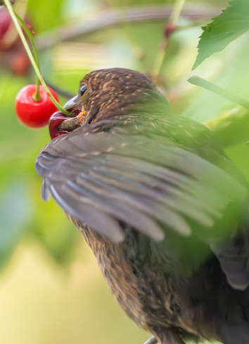 Immature male blackbird in a cherry tree.