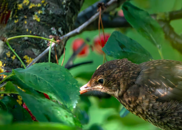 istock Immature male blackbird in a cherry tree 2015031333