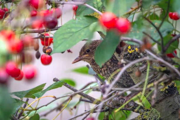 istock Immature male blackbird in a cherry tree 2015033288
