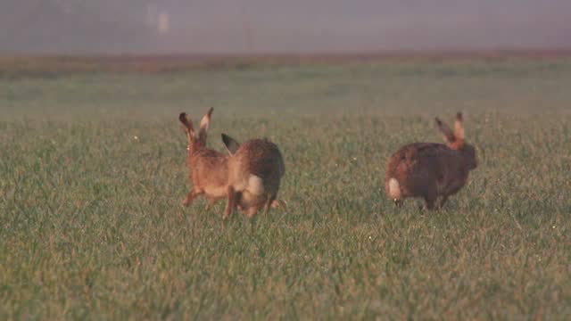 hares chase each other on a meadow in spring