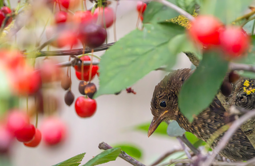 Immature male blackbird in a cherry tree.