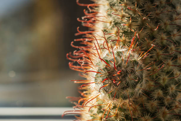 istock Green blossoming cactus with sharp white prickles in pot closeup 2015035522