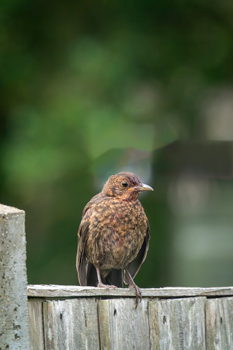 Immature male blackbird on an English garden fence.