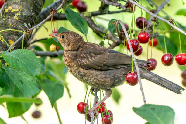 istock Immature male blackbird in a cherry tree 2015036096