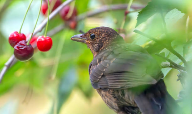 istock Immature male blackbird in a cherry tree 2015036117