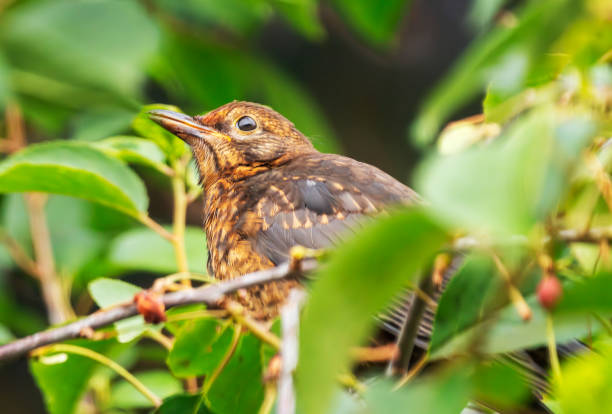 Immature male blackbird in a cherry tree.