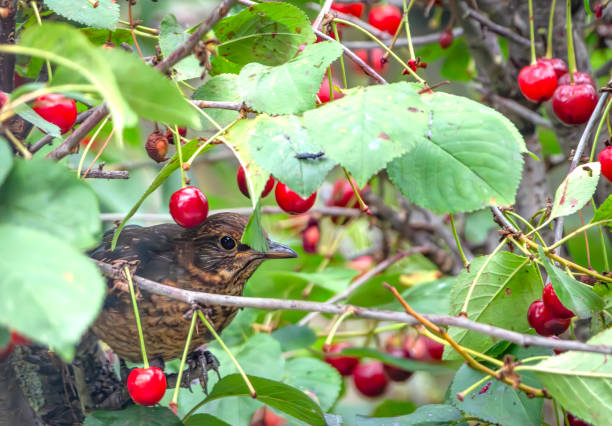 istock Immature male blackbird in a cherry tree 2015037704