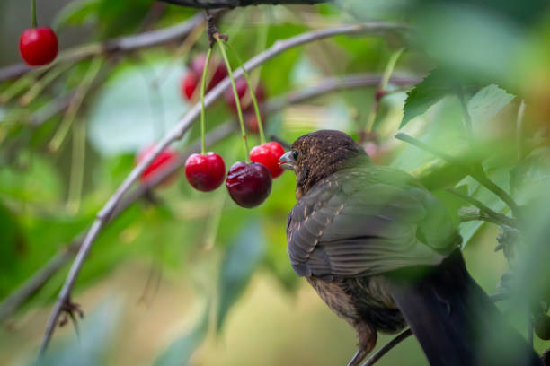 istock Immature male blackbird in a cherry tree 2015038240