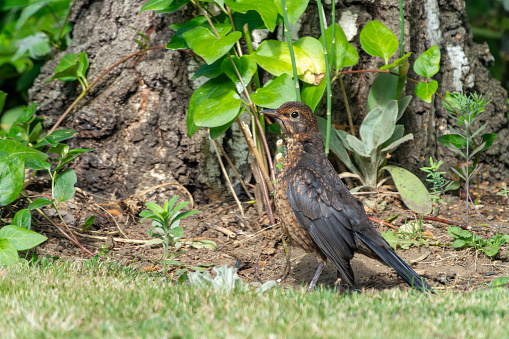 Immature male blackbird on a lawn in England.
