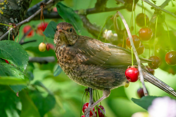 istock Immature male blackbird in a cherry tree 2015040409