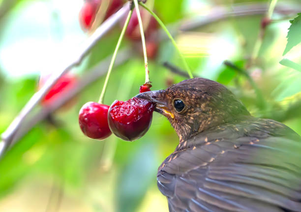 istock Immature male blackbird in a cherry tree 2015040441