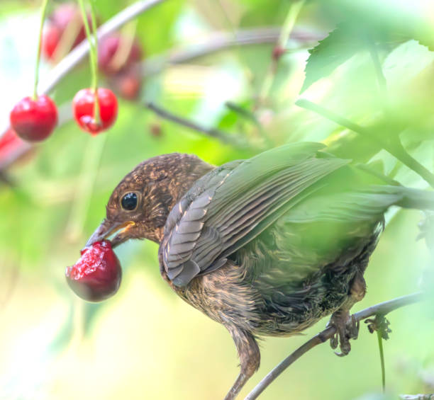 istock Immature male blackbird in a cherry tree 2015041500